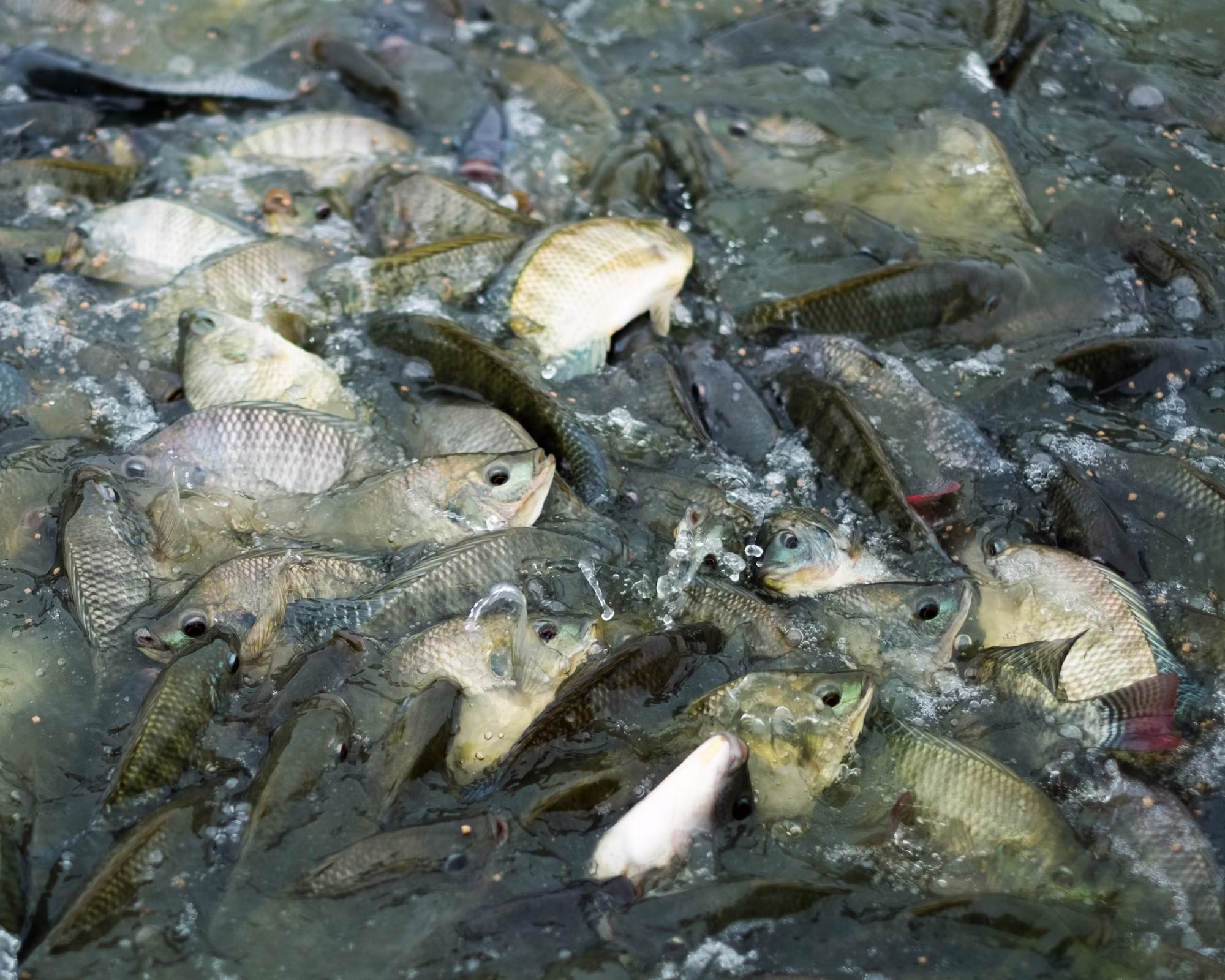 Exploring the Art of Gardening: A Pathway to Joy and Tranquility